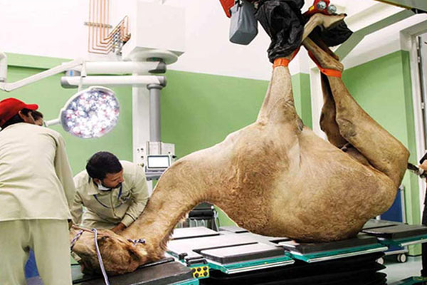 114305_bangladesh_pratidin_Camel