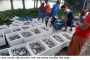 মহেশপুরে পাবদা মাছ চাষ করে বিল্পব ঘটিয়েছে ১৫ চাষি : রপ্তানি করা হচ্ছে ভারতে