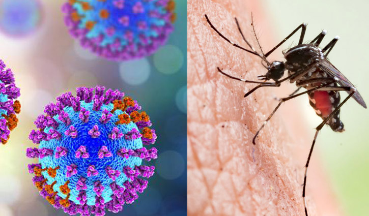 corona-dengue-risingbd20200527144611