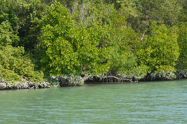 sundarban
