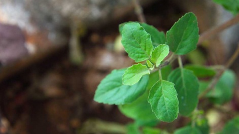 holy-basil
