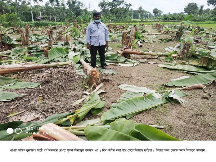 Benapole Photo --Banana field cut by muggers ---14.08.20