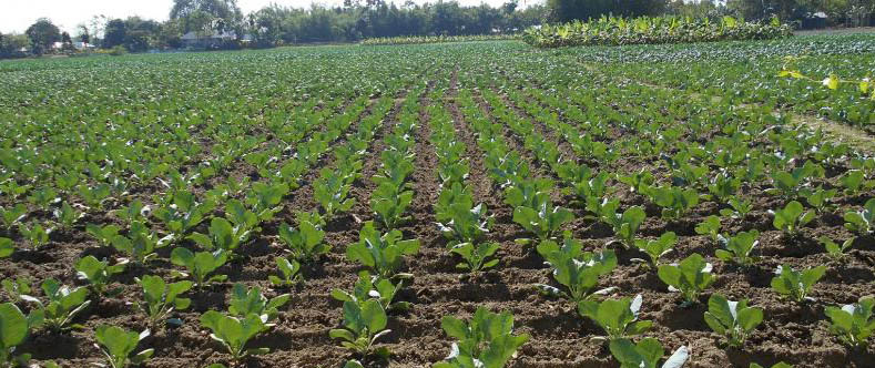 Benapole Photo --Vegetables production target exceded --28.11.20