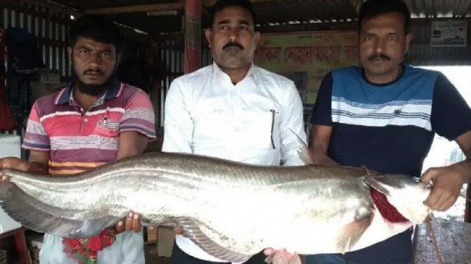 helicopter-catfish