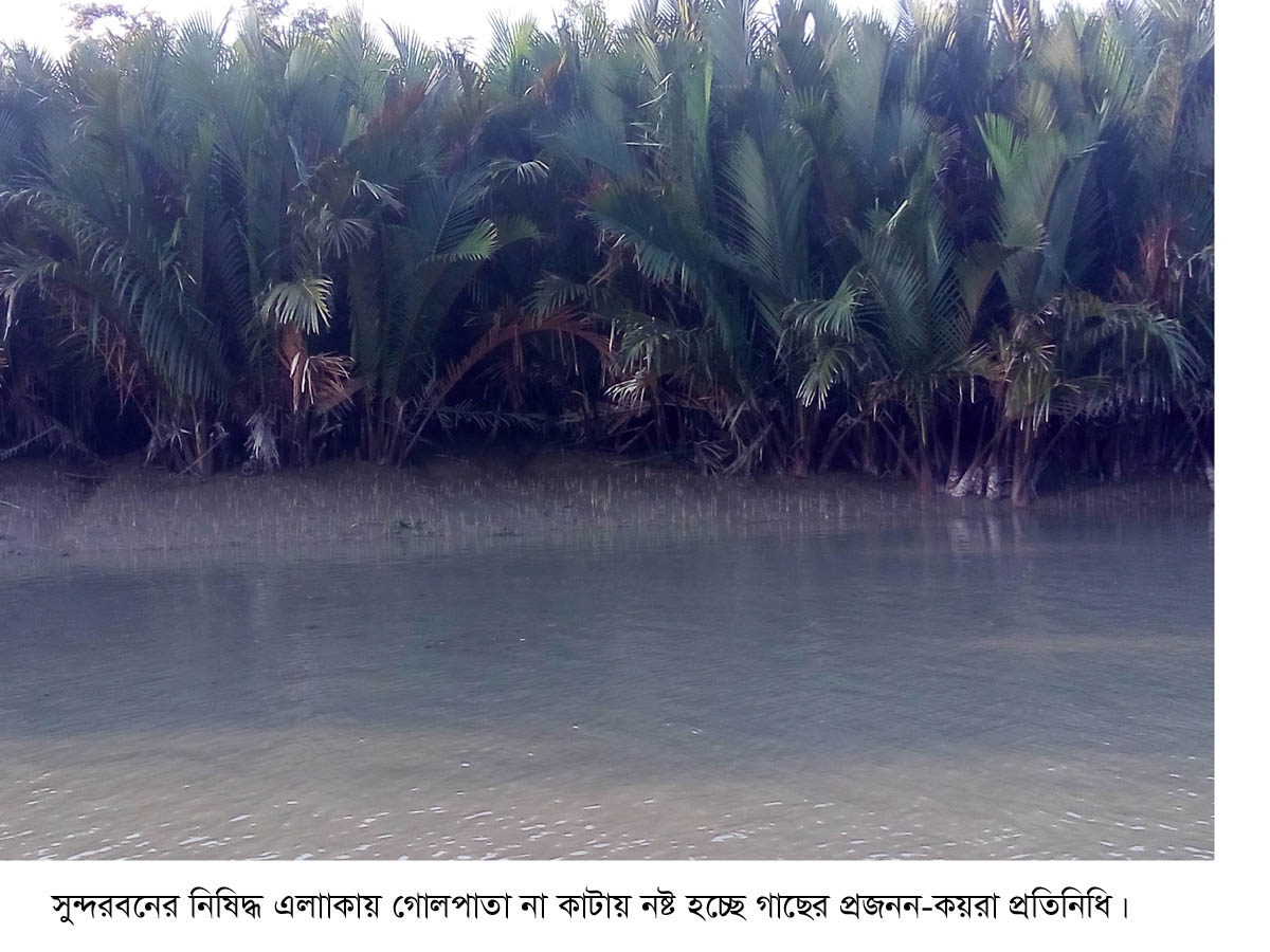 koyra pic-9-12-20