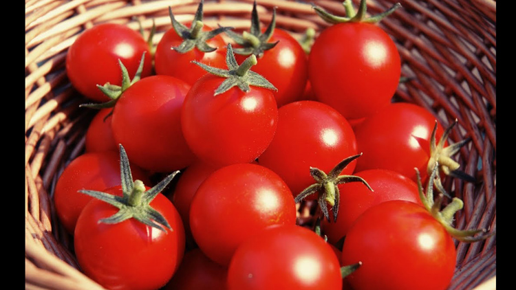 tomato_pic