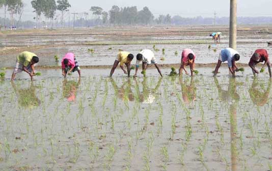 agriculture (1)