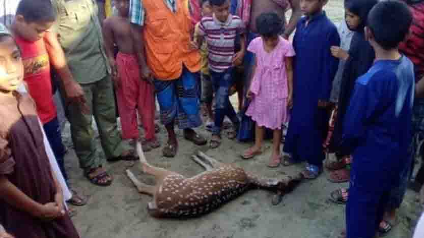 Bagerhat Mrito Horin Uddhar Pic