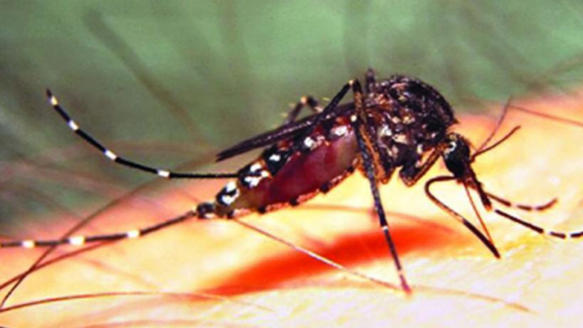 dengue-photo