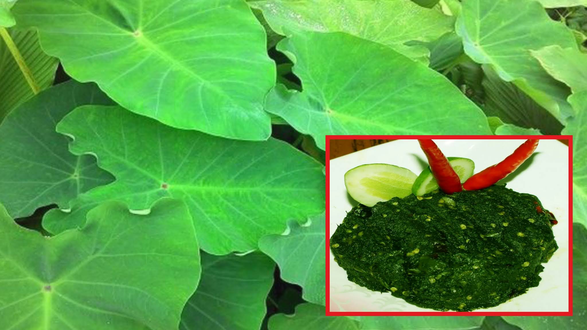 kokohealthytip.com
