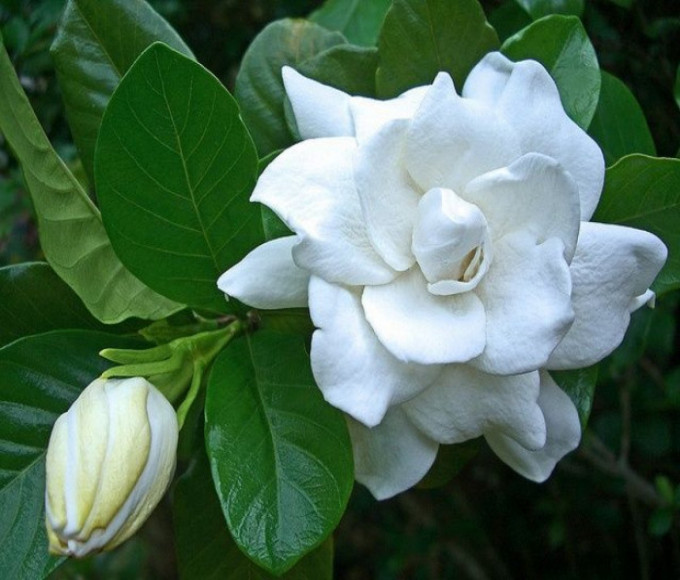 resize-16084712561019382398gandharaj1