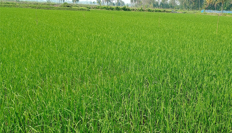 Bagerhat Photo (09-03-2022)