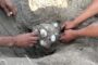 করমজলে একটি বটাগুরবাস্কা ৩৪টি ডিম দিয়েছে, বাচ্চা ফুটবে ৬০/৬৫ দিনে