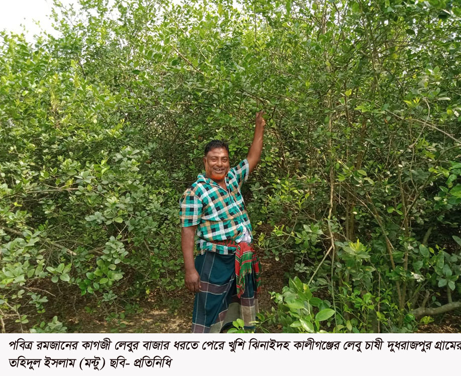 kaligonj montu lemon (11)