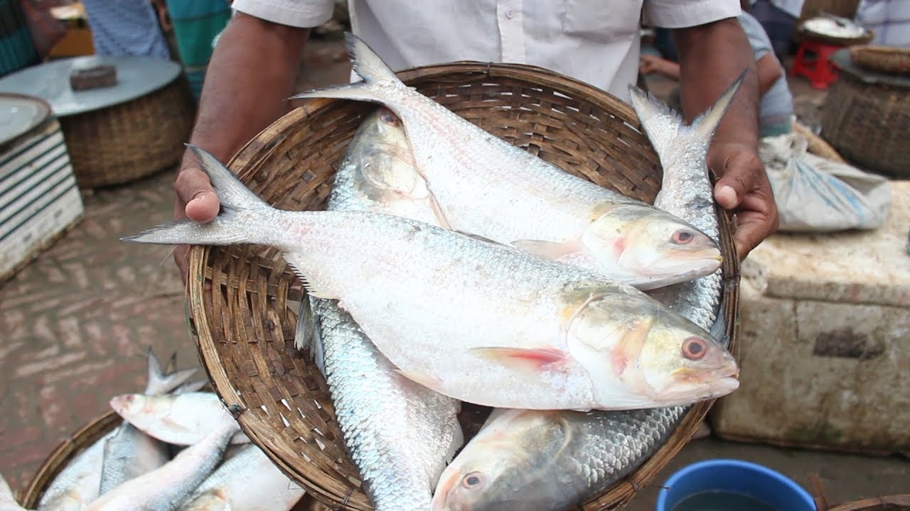 ilish-mach