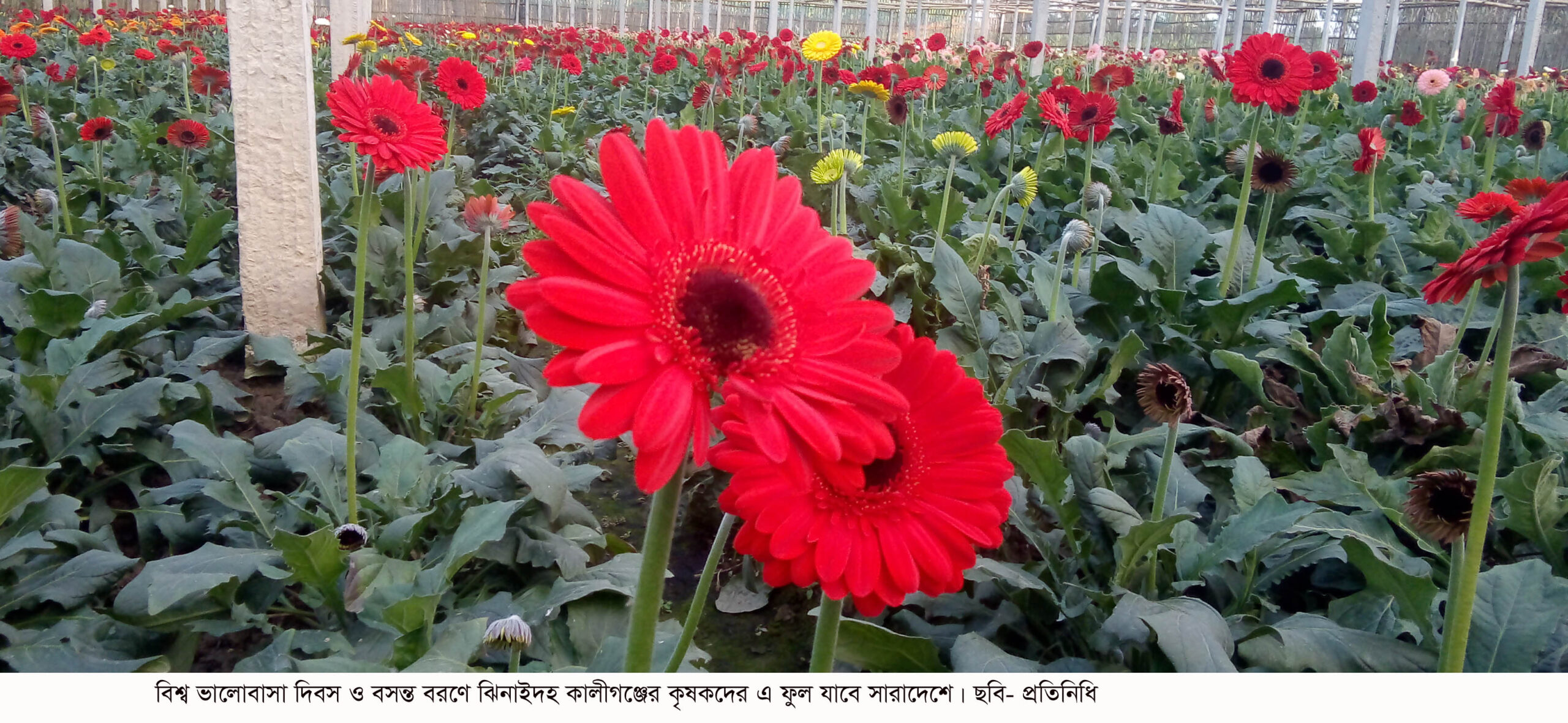 kaligonj flowers and world loveday (31)