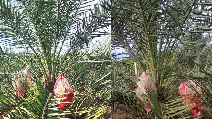 date-palm-cultivation-daily-bangladesh-1704882871