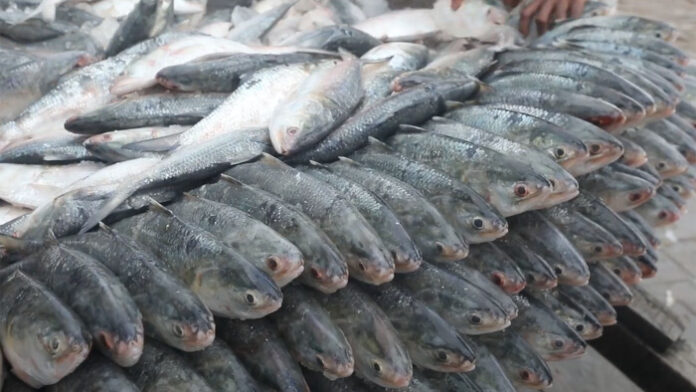 ilish-2009130747