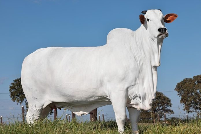 viatina-19-1717934480