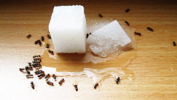 sugar_ant