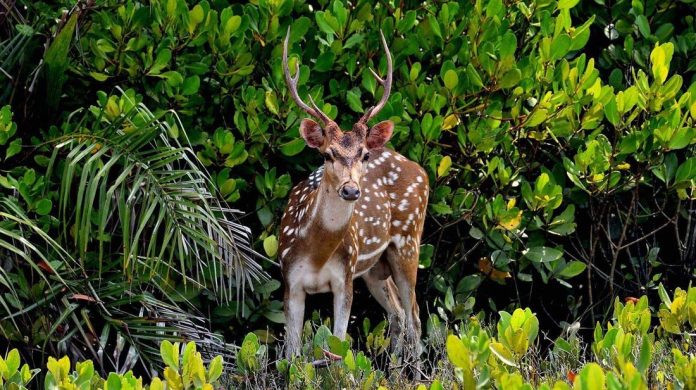 sundarban-2874168fafc9a509132a0af824d04070