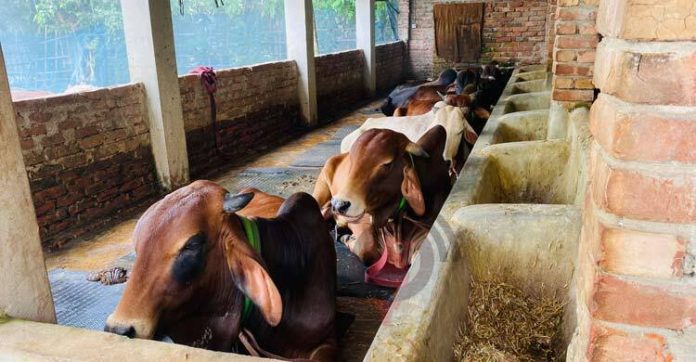 farm-cow-20250531130243