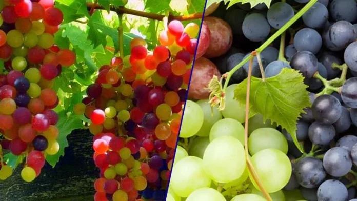 fruits-1746772851