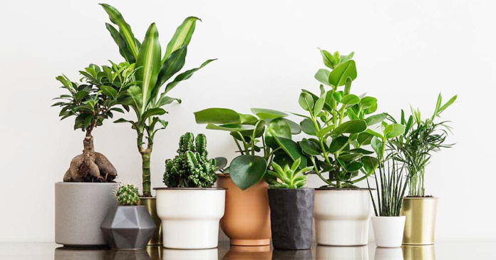 indoor_plant
