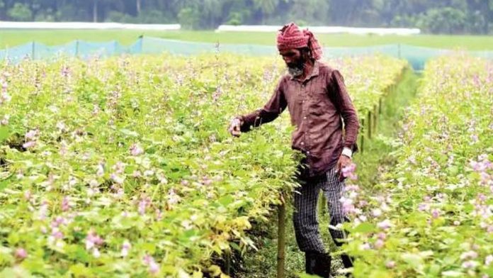 আগাম-জাতের-শিমে-কৃষকের-মুখে-হাসি-68f1e104cfa76