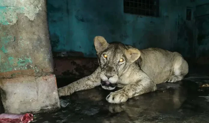 lion-5122025-2512051439