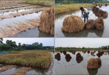 জমিতে ডুবছে পাকা ধান, কাটলেও শুকানোর রোদ নেই
