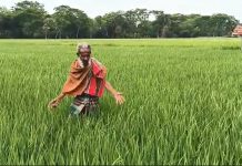 ডিজেল সংকটের প্রভাব কৃষিখাতে, ইরি-বোরো উৎপাদনে নিরুপায় কৃষক