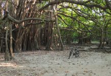 বটবৃক্ষটি যেন প্রকৃতি ও মানবমনের যোগসূত্র, প্রচলিত রয়েছে নানান লোককথা