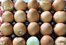 স্কুল ফিডিং কার্যক্রমে নিম্নমানের খাদ্য সরবরাহ: স্বাস্থ্য ঝুঁকিতে শিক্ষার্থীরা