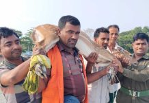 বাগেরহাটের শরণখোলায় লোকালয়ে ঢুকে পড়া চিত্রা হরিণ উদ্ধার