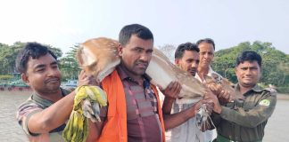 বাগেরহাটের শরণখোলায় লোকালয়ে ঢুকে পড়া চিত্রা হরিণ উদ্ধার