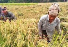 ঝড়-বৃষ্টির আশঙ্কায় আধাপাকা ধান কাটছেন কৃষকরা