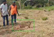 বাঘের তাড়া খেয়ে লোকালয়ে হরিণ