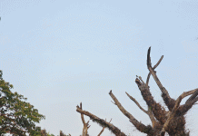 প্রকাশ্যে ডাকা গাছের নিলাম গোপনে সারলেন এসি ল্যান্ড