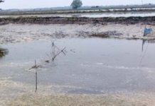 পানি সংকট: ঘেরে ঘেরে মরছে চিংড়ি ও বিভিন্ন প্রজাতির মাছ