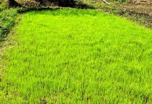 বৃষ্টির পর কৃষকের নতুন স্বপ্ন বীজতলায়