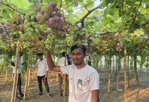 শীতের দেশের আঙুর রাকিবের মাচায়