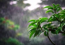 ঈদের দিন সকালে ঢাকাসহ পাঁচ বিভাগে বৃষ্টির আভাস