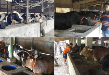 কোরবানির বাজার ধরতে প্রস্তুত যশোরের খামারিরা, খরচ বাড়ায় কাঙ্ক্ষিত দাম নিয়ে শঙ্কা