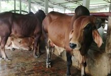 খুলনায় এবার কোরবানির পশুর চাহিদার চেয়ে উৎপাদন বেশি