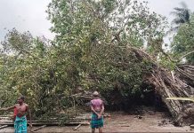 কপোতাক্ষের তীরে উপড়ে গেছে মাইকেল মধুসূদন দত্তের স্মৃতিবিজড়িত বটগাছ