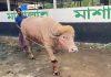 ‘ডোনাল্ড ট্রাম্প’-এর কোরবানি স্থগিত