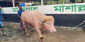 ‘ডোনাল্ড ট্রাম্প’-এর কোরবানি স্থগিত