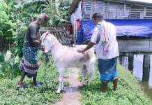 ঈদে হাট কাঁপাবে ৭৬ কেজির ছাগল