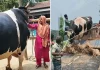 ৫৬ মণের ‘মানিক’ কোরবানি হবে এতিমদের জন্য